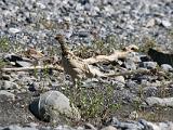 Vacation Alaska and Northwest  Ptarmigan